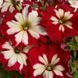 Can Can 10 шт семена петунии Farao Италия Harlequin Cherry Rose 1705291036 фото 1