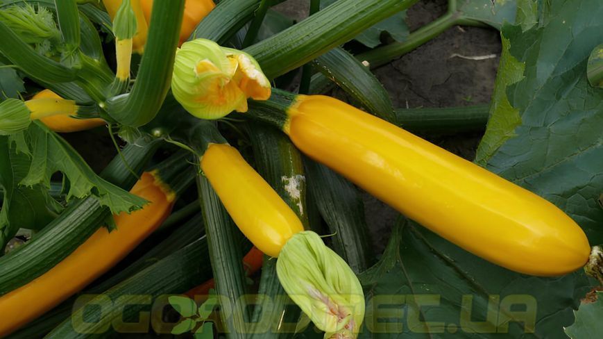 Голдстік F1 насіння кабачка Spark Seeds, США 500 шт gs-sp-500 фото