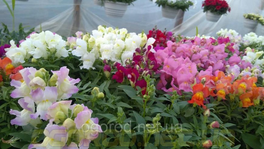 Львиный зев(antirrhinum) Antiquity 10 шт Floranova Mix 859982102 фото