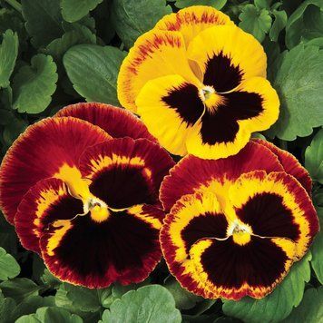 Виола Colossus 10 шт Syngenta Голландия Fire Surprise 1245233935 фото