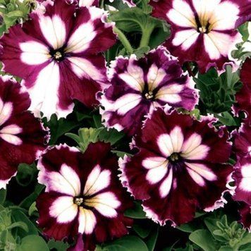 Can Can 10 шт семена петунии Farao Италия Harlequin Burgundy 1705291600 фото