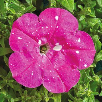 Петуния Звёздное Небо(Dot Star F1) Cerny Чехия Deep Pink 200 шт 1292984115 фото