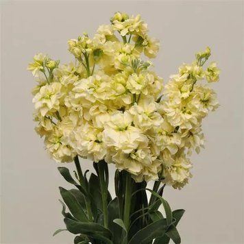 Левкой (Маттиола) Katz 10 шт PanAmerican Yellow 2320343201 фото