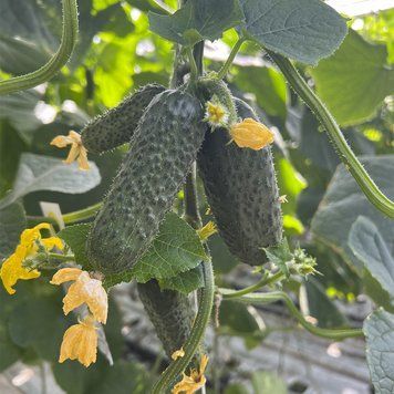 Герман F1 10 шт насіння огірка Breeding Seeds, Голландія 98888876942 фото