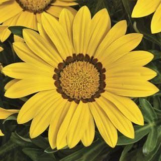Семена газании Big Kiss 10 шт Syngenta Голландия Yellow 1335062408 фото