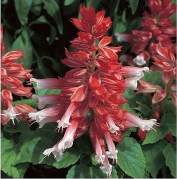 Сальвия Salsa семена 1000 шт Syngenta Голландия Scarlet Bicolour 1548757751 фото