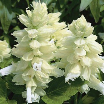 Сальвия Salsa семена 1000 шт Syngenta Голландия White 2455282299 фото