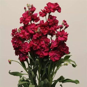 Левкой (Маттиола) Katz 10 шт PanAmerican Ruby 2320343202 фото