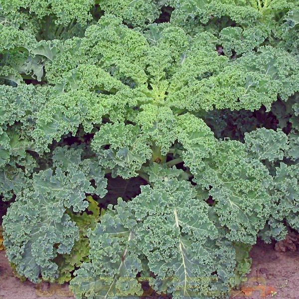 Грюнер Краузер 1 г насіння капусти кале W.Legutko Польща kale-gk-leg фото