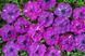 Петуния Звёздное Небо(Dot Star F1) 10 шт Cerny Чехия Dark Violet 1292986184 фото 2