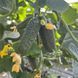 Герман F1 семена огурца Breeding Seeds, Голландия 250 шт 88889998888876942 фото 1