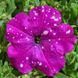 Петуния Звёздное Небо(Dot Star F1) 10 шт Cerny Чехия Dark Violet 1292986184 фото 1
