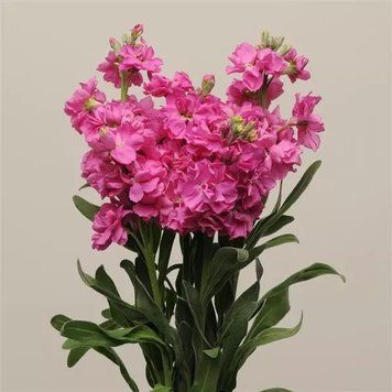 Левкой (Маттиола) Katz 10 шт PanAmerican Rose 2320343203 фото