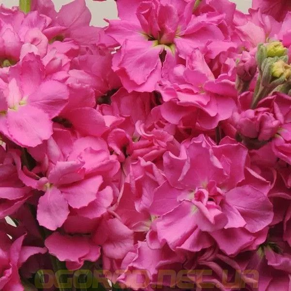 Левкой (Маттіола) Katz 10 шт PanAmerican Rose 2320343203 фото