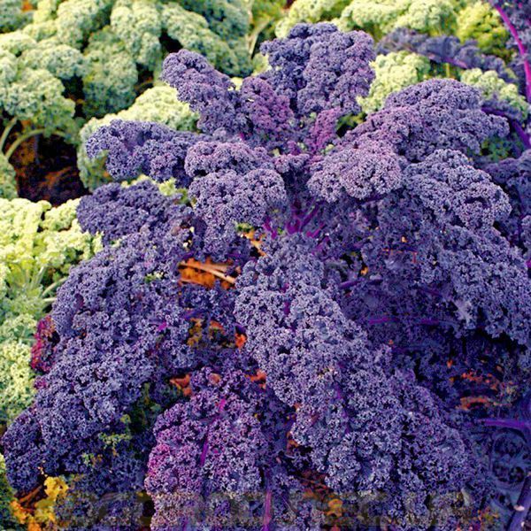 Скарлет 1 г насіння капусти кале W.Legutko Польща kale-sc-leg  фото