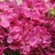 Левкой (Маттіола) Katz 10 шт PanAmerican Rose 2320343203 фото 2