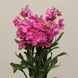 Левкой (Маттіола) Katz 10 шт PanAmerican Rose 2320343203 фото 1