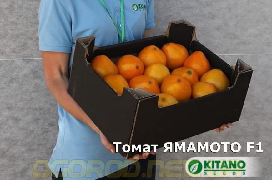 Ямамото(KS 10 F1) семена томата высокорослого жёлтого Kitano 1000 шт 938194170 фото