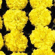 Семена бархатцы Чикаго 10 шт Kitano Seeds Yellow 1960186820 фото