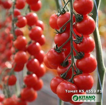 Итиро(KS&nbsp;4559&nbsp;F1) семена томата черри Kitano 500 шт 938201630 фото