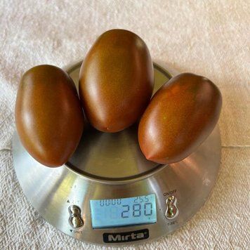 Сиара F1 семена томата Breeding Seeds, Италия 500 шт 9989998665557777439 фото