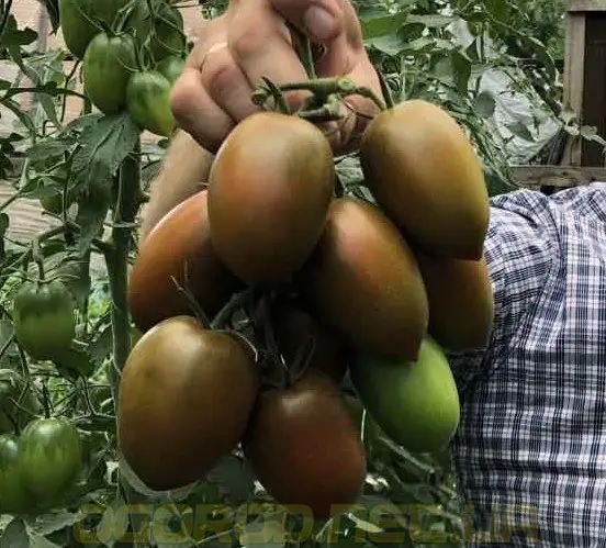 Сиара F1 семена томата Breeding Seeds, Италия 500 шт 9989998665557777439 фото