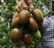 Сиара F1 семена томата Breeding Seeds, Италия 500 шт 9989998665557777439 фото 2