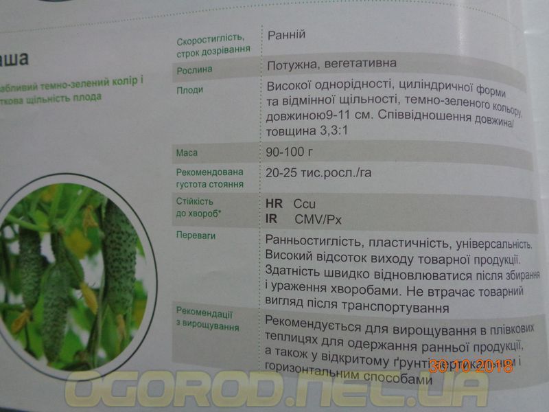 Маша F1 10 шт насіння огірка SEMINIS Голландія 827270189 фото