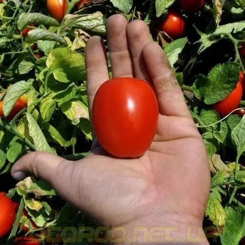 Деріка F1(KS 720 F1) насіння низькорослої сливки Kitano Голландія 1000 шт 1746288968 фото