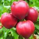 Венера F1 10 шт насіння томату Breeding Seeds, Італія 333321555544 фото 1