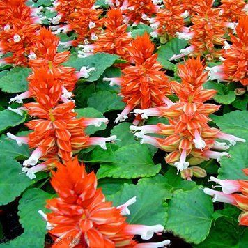 Сальвия Salsa семена 10 шт Syngenta Голландия Scarlet Bicolour 1707383312 фото