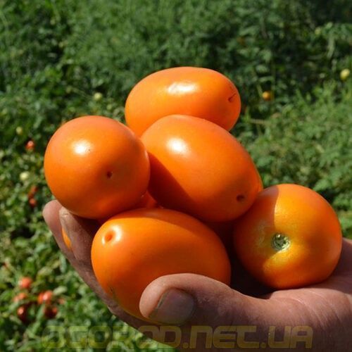 Оранж Плам F1 насіння томату Spark Seeds, США 500 шт 56666543217655532000 фото