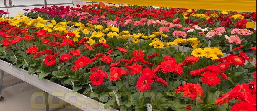 Гербера Mega Revolution 5 шт семена от PanAmerican Seed, США gerbera-5 фото