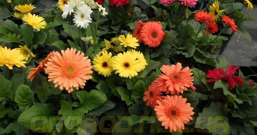 Гербера Mega Revolution 5 шт семена от PanAmerican Seed, США gerbera-5 фото