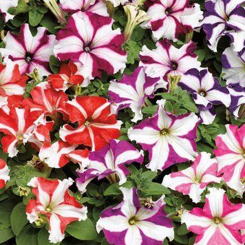 Насіння петунія TriTunia 1000 шт грандифлора Syngenta Star Mix 1062359986 фото