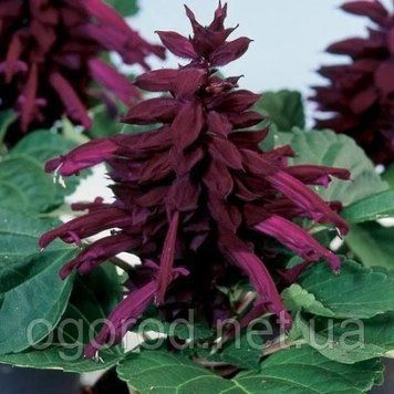 Сальвия Salsa семена 10 шт Syngenta Голландия Purple 1320216118 фото