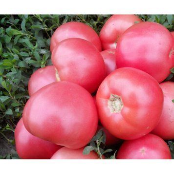 Пинк Свитнес F1 10 шт семена томата Spark Seeds США 090007532223 фото