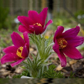 Простріл (сон-трава) Pinwheel 10 шт насіння Syngenta, Голландія Dark Red 19906308 фото