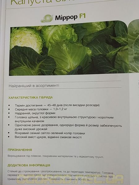 Миррор F1 2500 шт. семена капусты Syngenta Голландия 846879490 фото