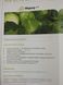 Миррор F1 2500 шт. семена капусты Syngenta Голландия 846879490 фото 2