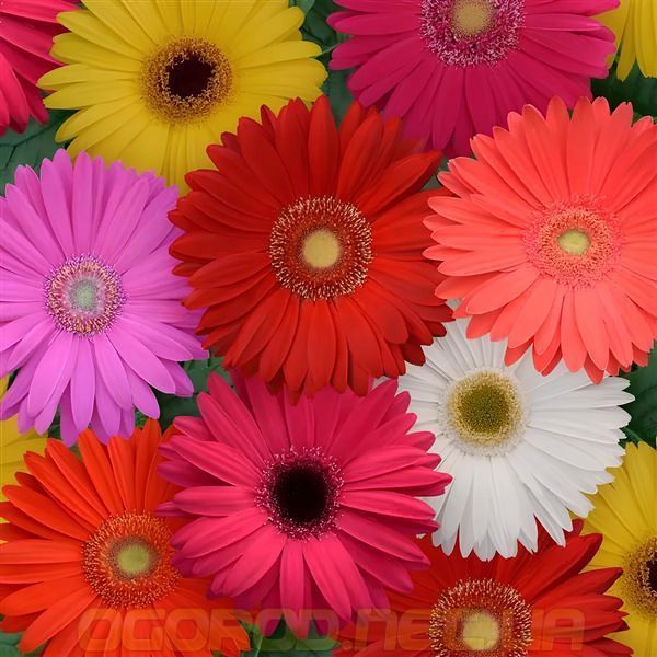 Гербера Mega Revolution семена от PanAmerican Seed, США 100 шт gerbera-100 фото
