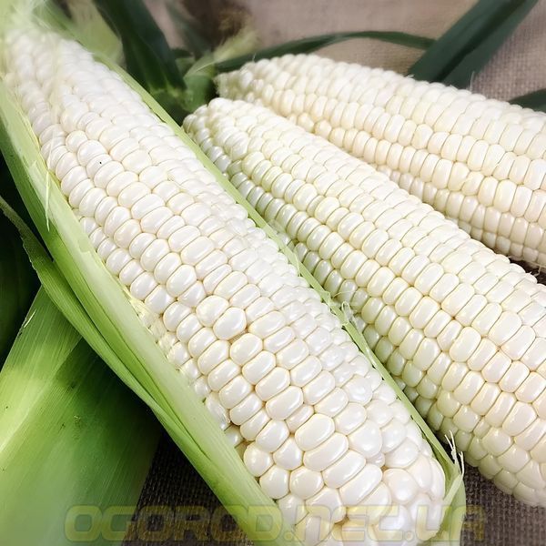 Еден F1 насіння кукурудзи Crookham, Голландія 20 шт eden-hz-20 фото Еден F1 насіння кукурудзи Crookham, Голландія 20 шт eden-hz-20 фото