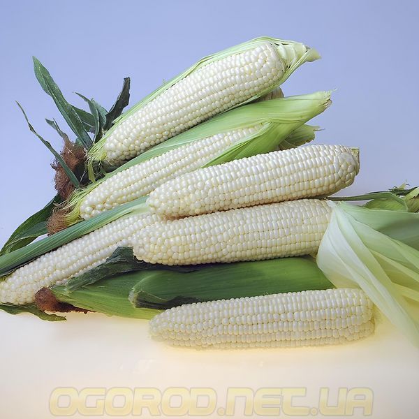 Еден F1 насіння кукурудзи Crookham, Голландія 20 шт eden-hz-20 фото Еден F1 насіння кукурудзи Crookham, Голландія 20 шт eden-hz-20 фото