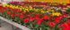 Гербера Mega Revolution семена от PanAmerican Seed, США 100 шт gerbera-100 фото 4