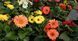 Гербера Mega Revolution семена от PanAmerican Seed, США 100 шт gerbera-100 фото 3