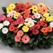 Гербера Mega Revolution семена от PanAmerican Seed, США 100 шт gerbera-100 фото 1