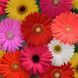 Гербера Mega Revolution семена от PanAmerican Seed, США 100 шт gerbera-100 фото 2