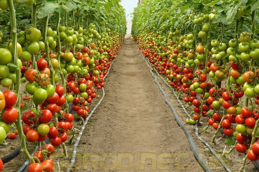 Барібін F1 10 шт насіння томату Syngenta Голландія 1285697633 фото