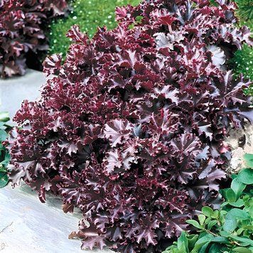 Гейхера Melting Fire 10 шт семена PanAmerican Seed, США ge-mf-10 фото