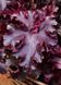 Гейхера Melting Fire 10 шт насіння PanAmerican Seed, США ge-mf-10 фото 3
